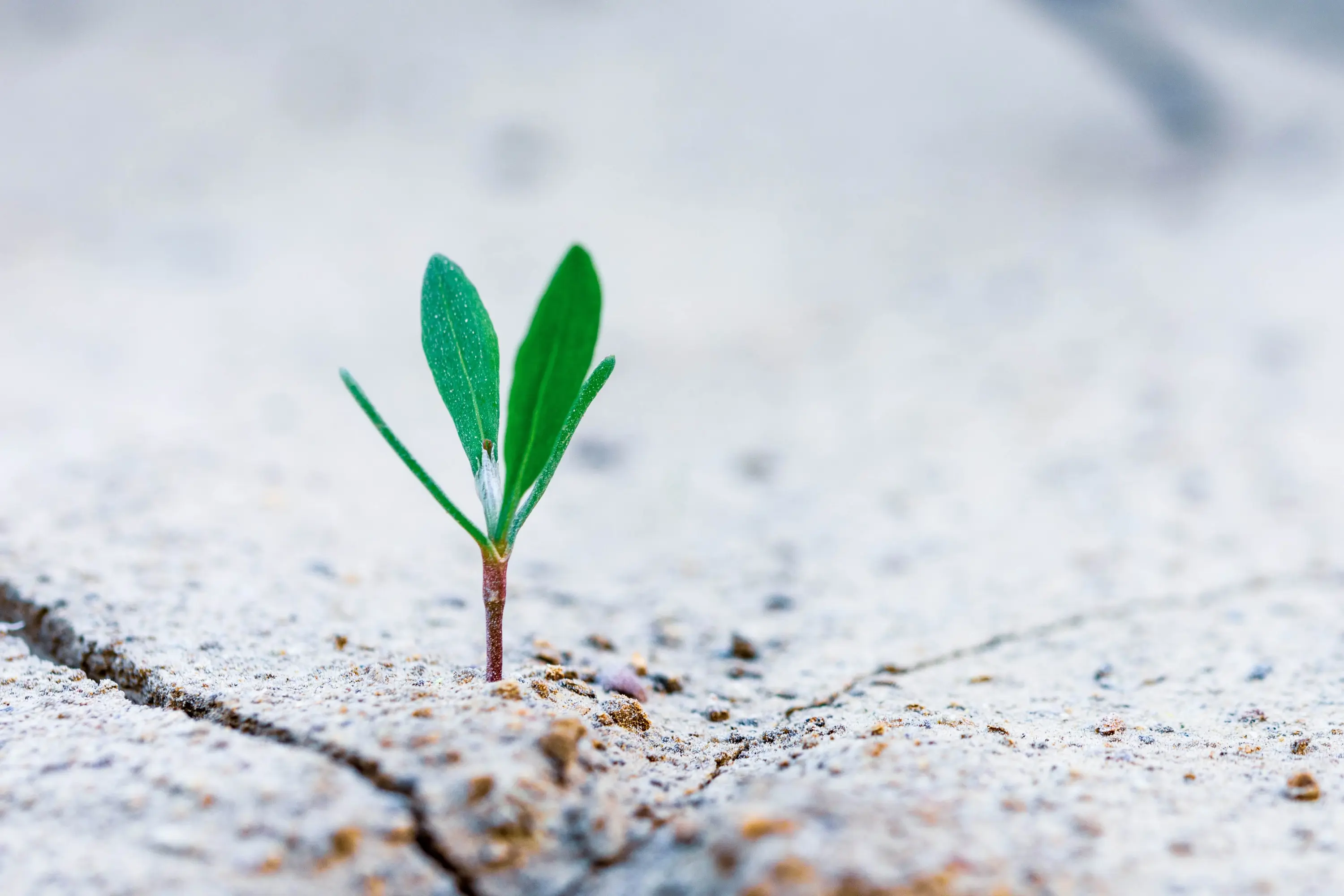 Organisaation-uudistuminen-ja-kasvu-kuva-stanislav-kondratiev-unsplash